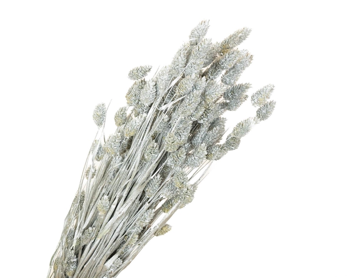 Phalaris Silver