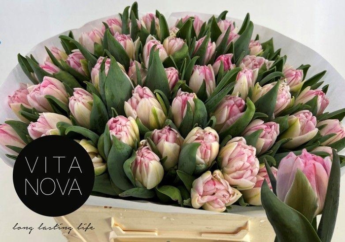 <h4>TU DU FOXTROT</h4>