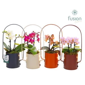 Led planter zink boog met Phalaenopsis