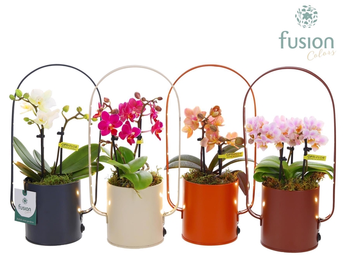 <h4>Led planter zink boog met Phalaenopsis</h4>