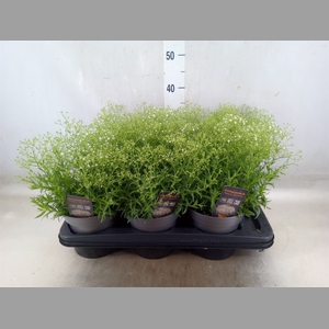 Gypsophila panic. 'Summer Sparkles'