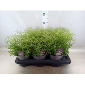 Gypsophila panic. 'Summer Sparkles'