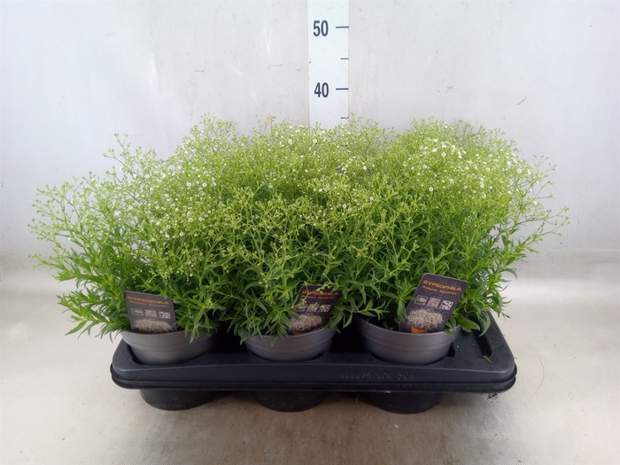 <h4>Gypsophila panic. 'Summer Sparkles'</h4>
