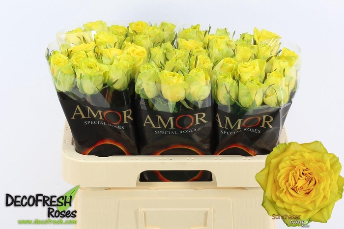 <h4>Rosa gr Sunchaser</h4>