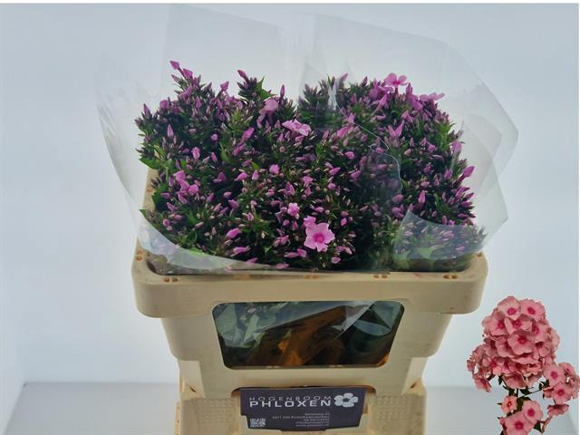 <h4>PHLOX P SWEET LEXY</h4>