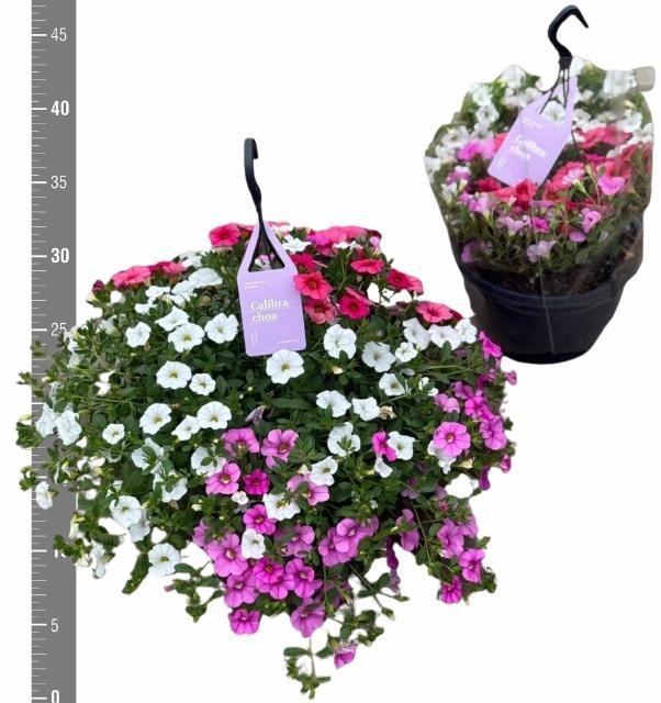 <h4>CALIB TR TRICOLORE</h4>