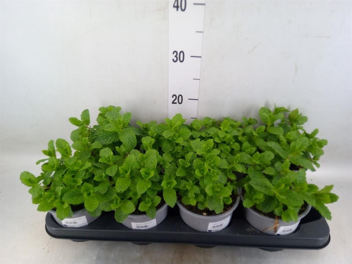 <h4>Mentha piperita</h4>