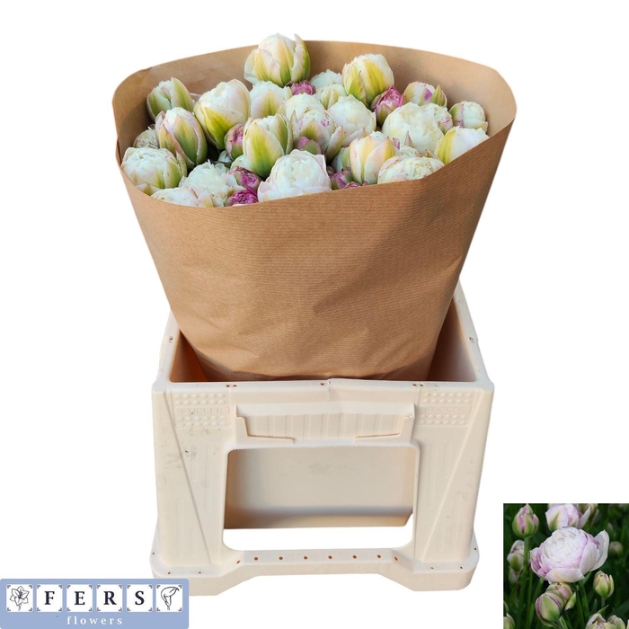 <h4>TU DU DOUBL SURPRISE</h4>