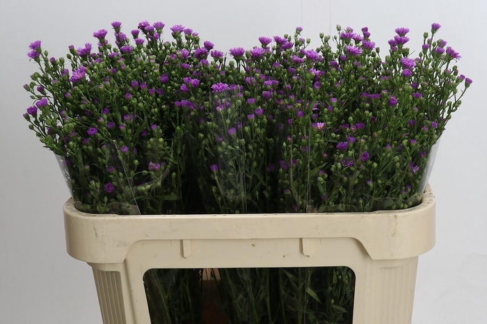 <h4>Aster Casarosa</h4>