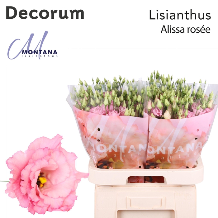 <h4>Lisianthus Alissa rose pink 70cm</h4>