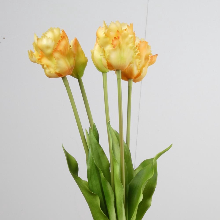 <h4>AF Tulip Parrot x5 L40cm Yel</h4>