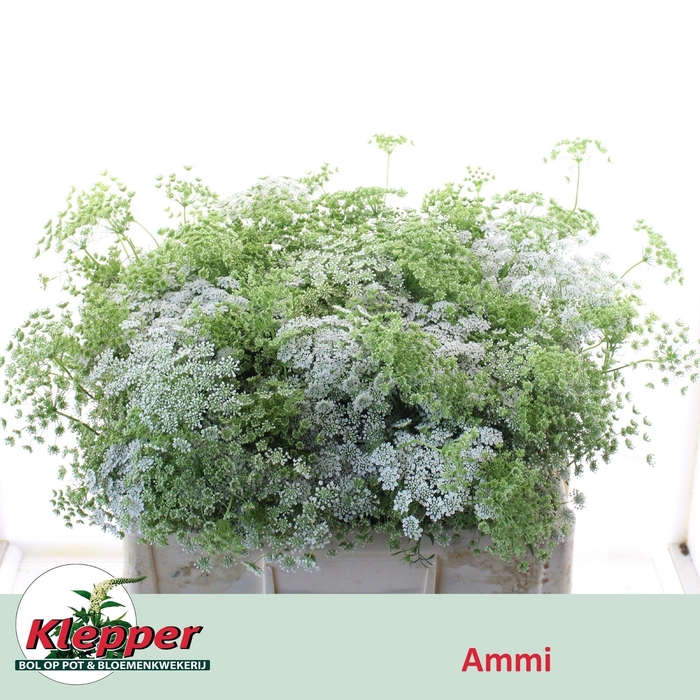 <h4>Ammi Majus Graceland</h4>