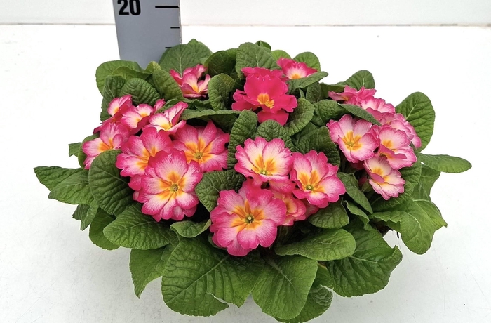 <h4>PRIM AC BONNELI GEM</h4>