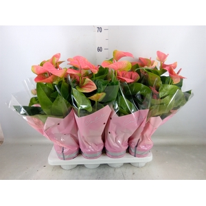 Anthurium andr. 'Sweet Dream'