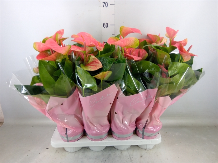 <h4>Anthurium andr. 'Sweet Dream'</h4>
