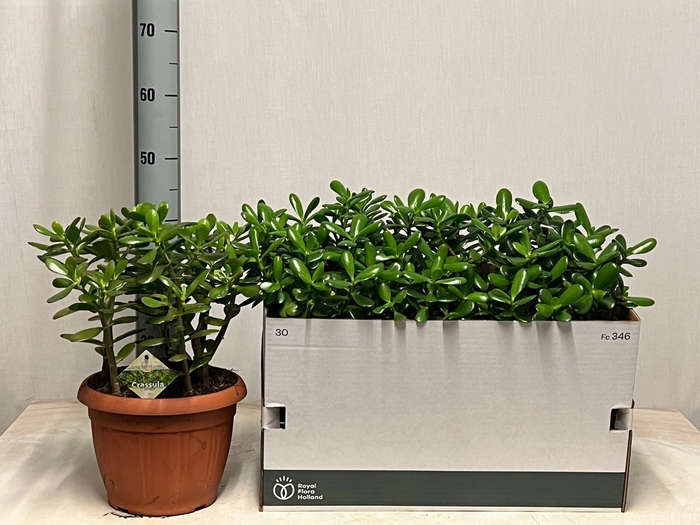 <h4>CRASS OVATA</h4>