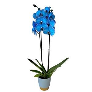 Magic Blue in pot Elegance