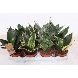 Sansevieria trifasciata 'Hahnii'