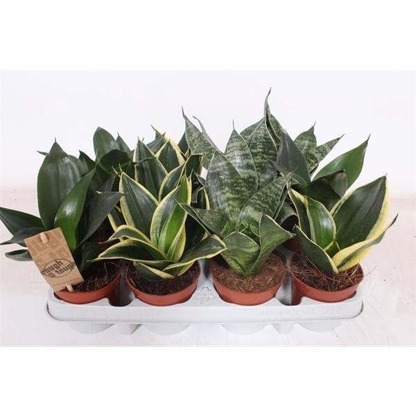 <h4>Sansevieria trifasciata 'Hahnii'</h4>