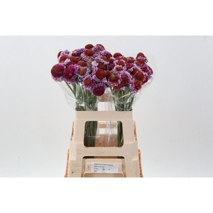 Scab At F Bicolor Pink