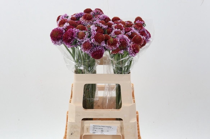 <h4>Scab At F Bicolor Pink</h4>