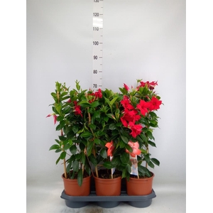 Mandevilla sand. 'SumStar Red'