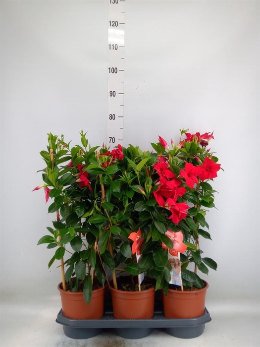 <h4>Mandevilla sand. 'SumStar Red'</h4>