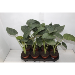 ALOCASIA REGAL SHIELDS P12