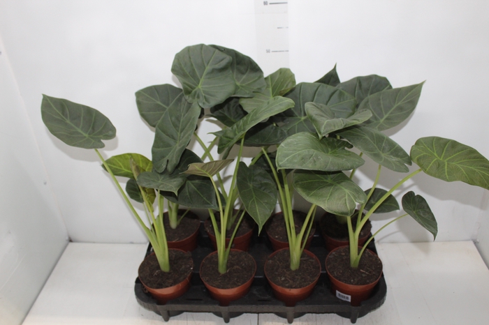 <h4>ALOCASIA REGAL SHIELDS P12</h4>