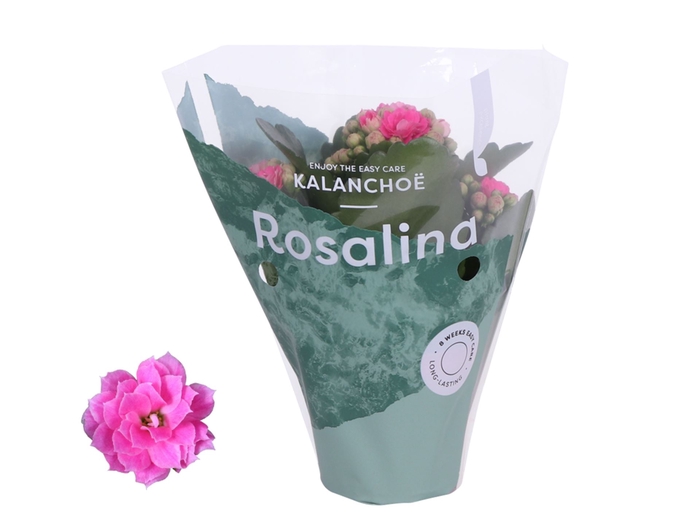 Kalanchoe Rosalina Don Nando