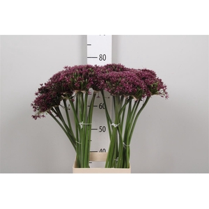 Allium Cherry