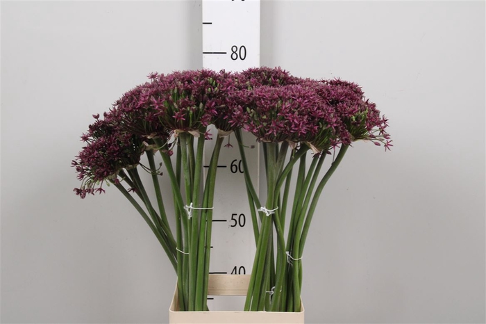 <h4>Allium Cherry</h4>
