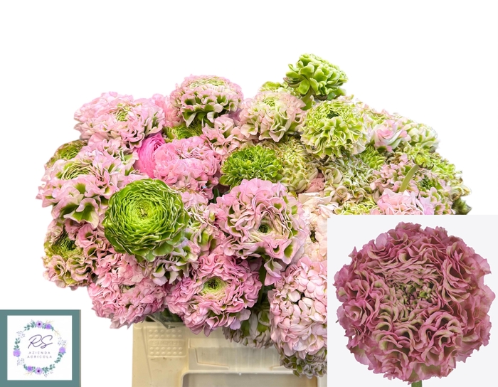 <h4>RAN PON PON ALICE</h4>