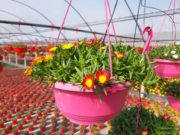 <h4>Delosperma cooperi Jewel of Desert gemengd</h4>