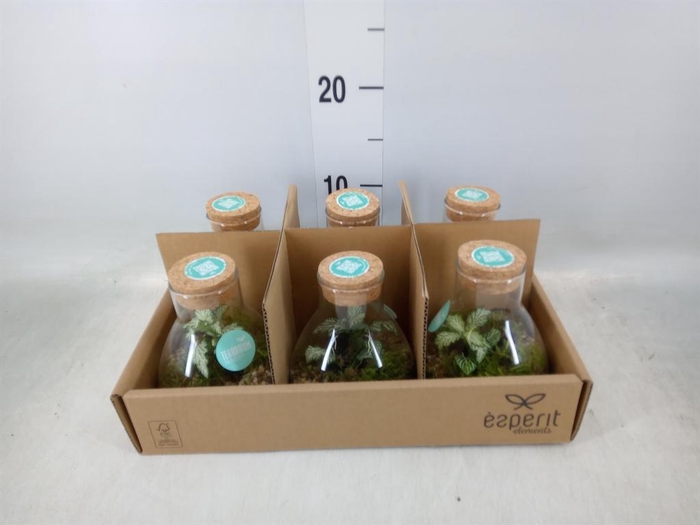 <h4>Arr. Planten L%</h4>