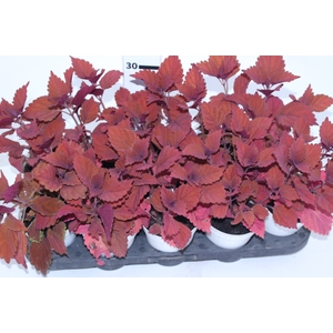 COLEUS CAMPFIRE P12