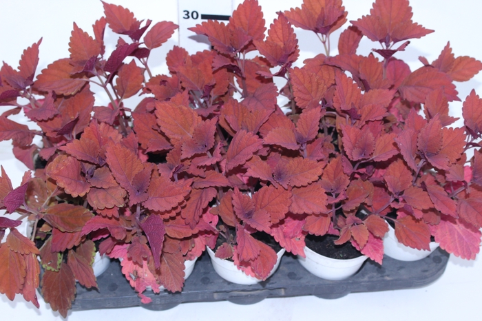COLEUS CAMPFIRE P12