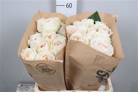 <h4>R Gr Shade Of Beige!</h4>