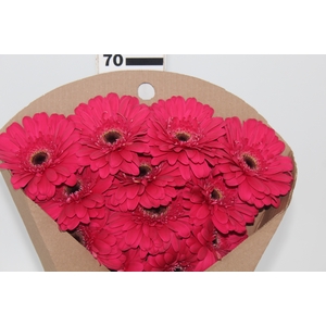 GERBERA LANDMARK < 050 CM < 10 CM DIAM PINK