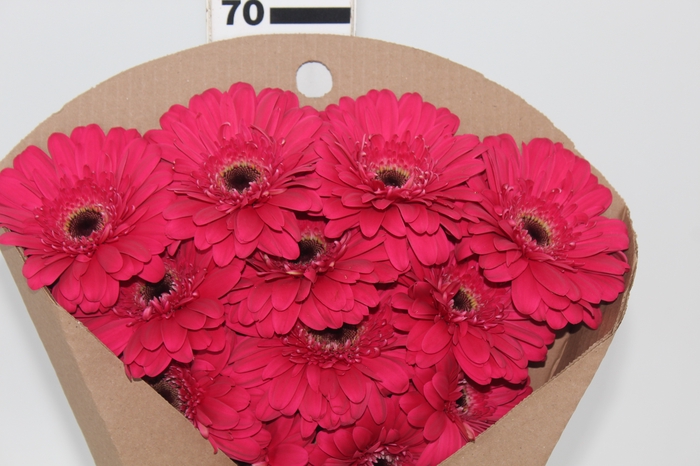 <h4>GERBERA LANDMARK < 050 CM < 10 CM DIAM PINK</h4>
