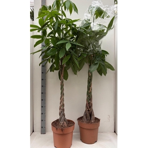PACHIRA AQUATICA