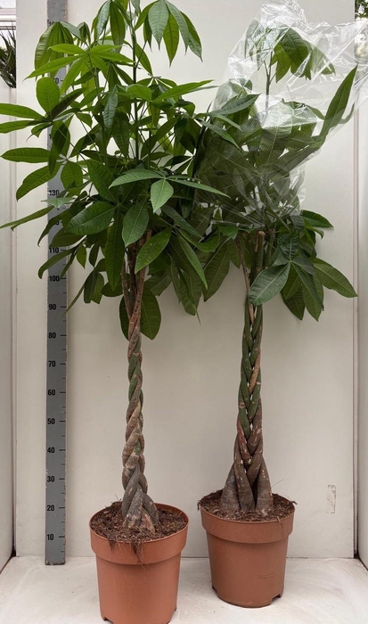 <h4>PACHIRA AQUATICA</h4>