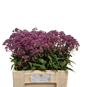 Eupat Purpureum