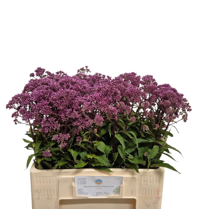 <h4>Eupat Purpureum</h4>
