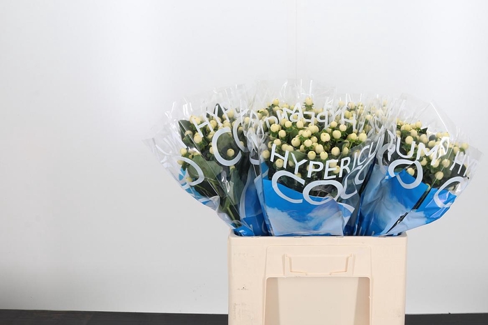 <h4>Hyp Coco Bellimo</h4>