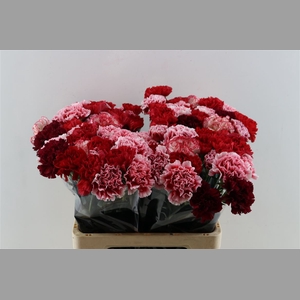Di St Mix Red