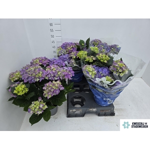 HYDR M EARLY BLUE