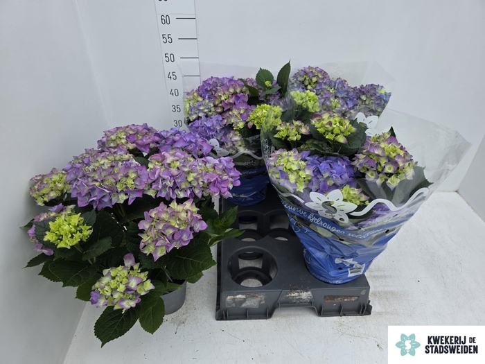 <h4>HYDR M EARLY BLUE</h4>