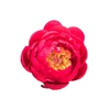 Paeonia Raspberry Charm