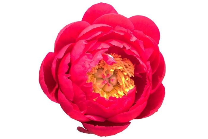 Paeonia Raspberry Charm